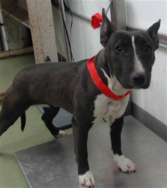 MED WAIVER ABIGAIL - Bull Terrier available for adoption