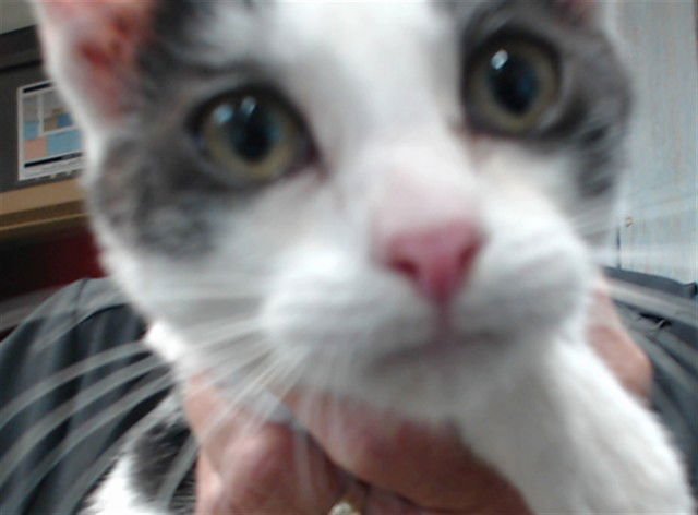 KITTY - Domestic Short Hair available for adoption