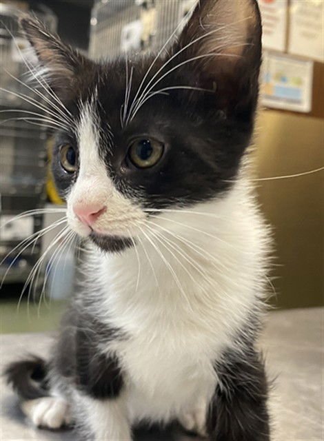 KENBELL - Domestic Short Hair available for adoption