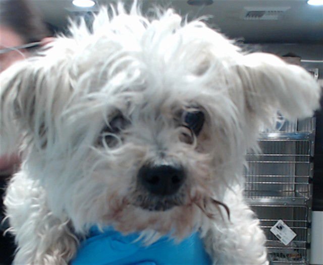 MED WAIVER BETTY BOOP - Maltese available for adoption
