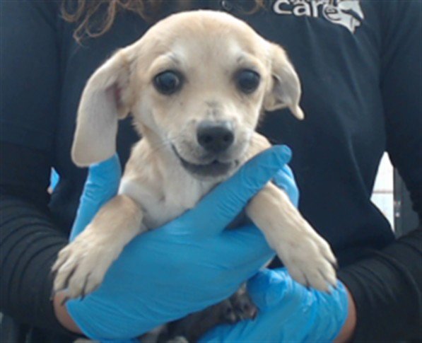 LIZ - Terrier / Chihuahua available for adoption