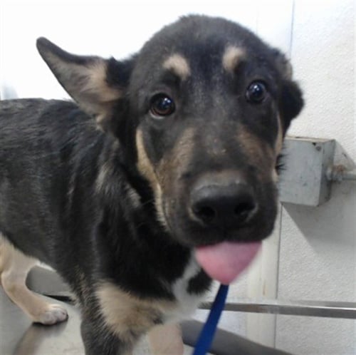 MED WAIVER MITCH - German Shepherd Dog available for adoption