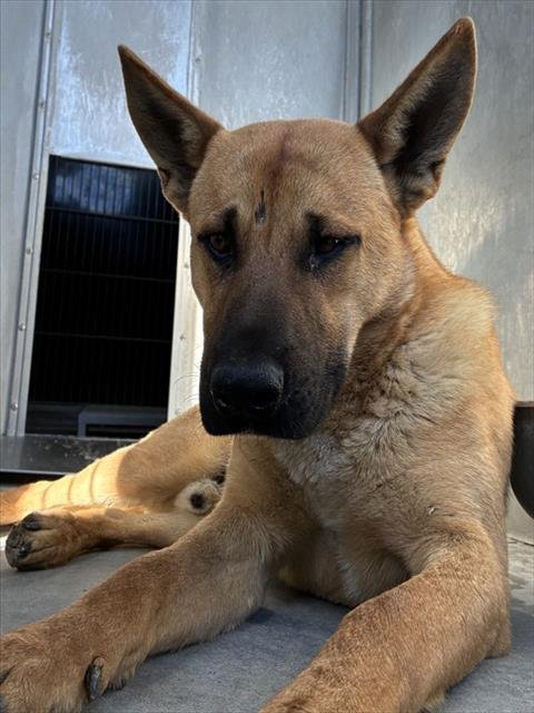 JETHRO - German Shepherd Dog available for adoption