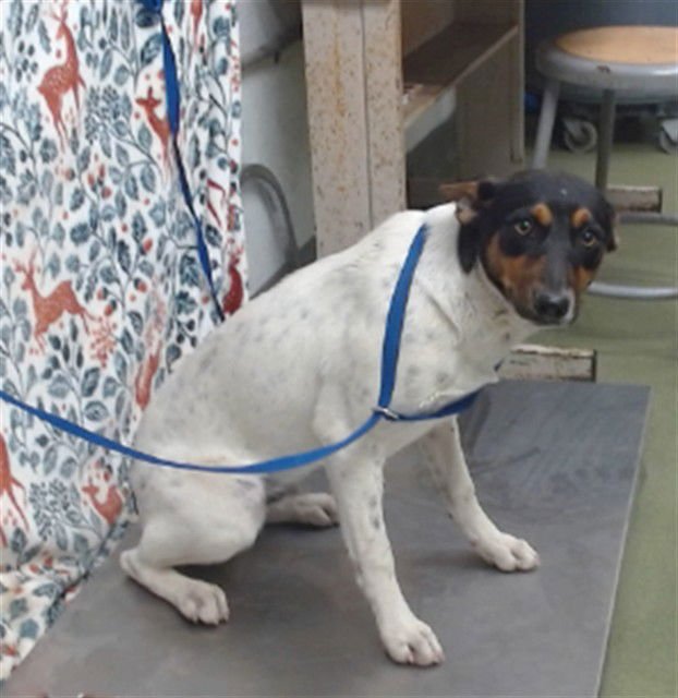 BOBBY - Terrier available for adoption