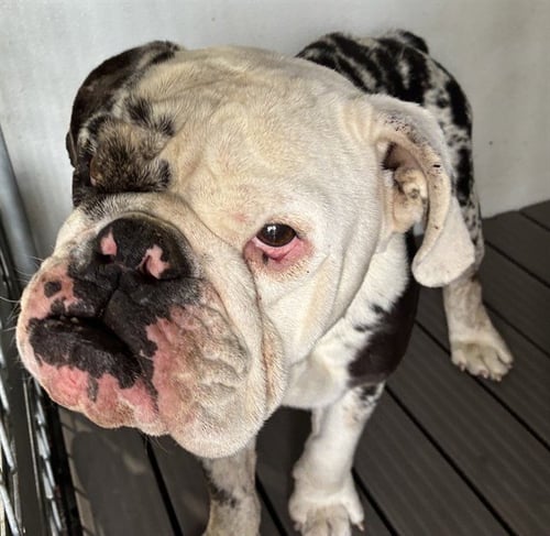 MED WAIVER BIG FOOT - English Bulldog available for adoption