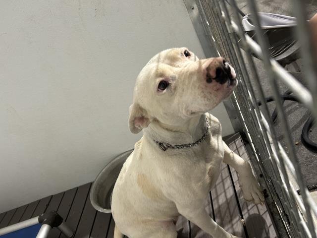 MAMA SILLY - Pit Bull Terrier available for adoption