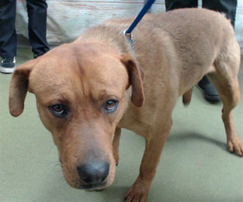 JEFFERY - Pit Bull Terrier available for adoption