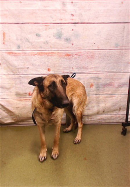 CANELA - German Shepherd Dog available for adoption