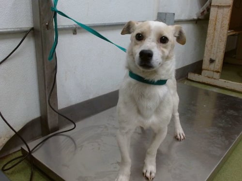 SERGEANT - Chihuahua available for adoption