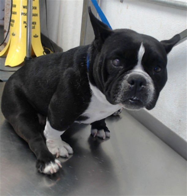 MED ADOPT WREN - French Bulldog available for adoption