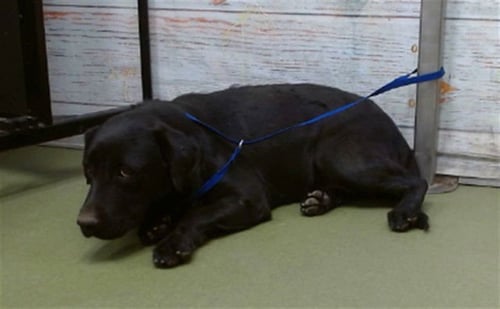 MED WAIVER HYACINTH - Labrador Retriever available for adoption