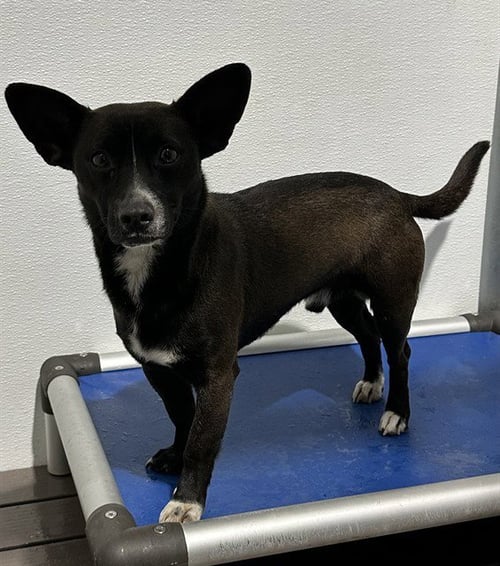PONCHO - Chihuahua available for adoption