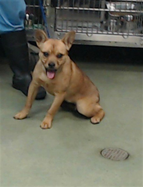 BELUGA - French Bulldog available for adoption