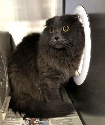 SCOTTY - Scottish Straight available for adoption