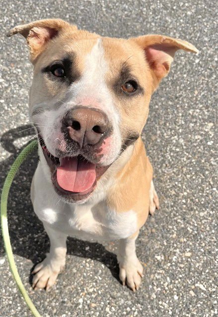 TOBY - Pit Bull Terrier available for adoption