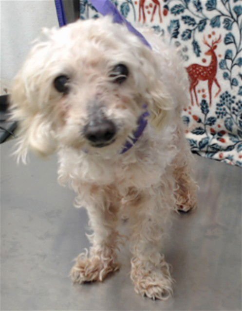 RUSSEL - Poodle (Miniature) available for adoption