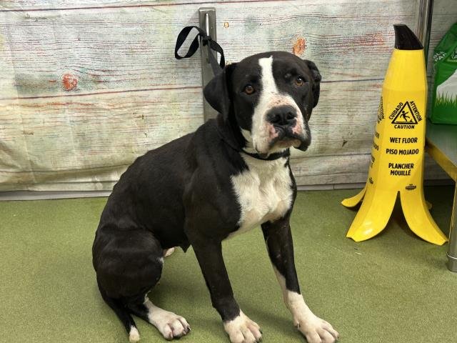 BABE - Pit Bull Terrier available for adoption