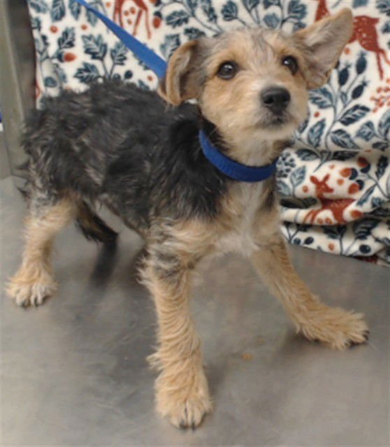 BUZZ - Terrier available for adoption