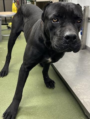 MED WAIVER MATTHEW - Cane Corso Mastiff available for adoption