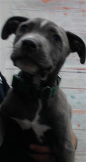 BRIAN - Pit Bull Terrier available for adoption