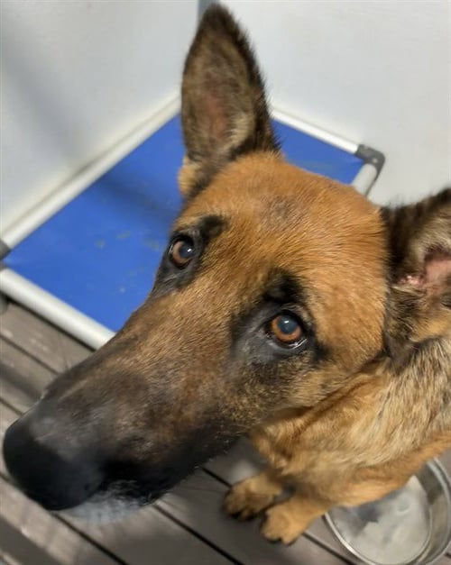LENA - German Shepherd Dog available for adoption