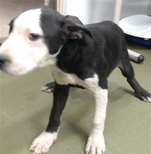 FLO RIDER - Labrador Retriever available for adoption