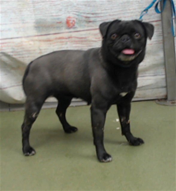 GREMLIN - Pug available for adoption