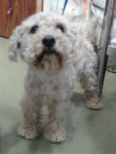 SONIC - Poodle (Miniature) available for adoption