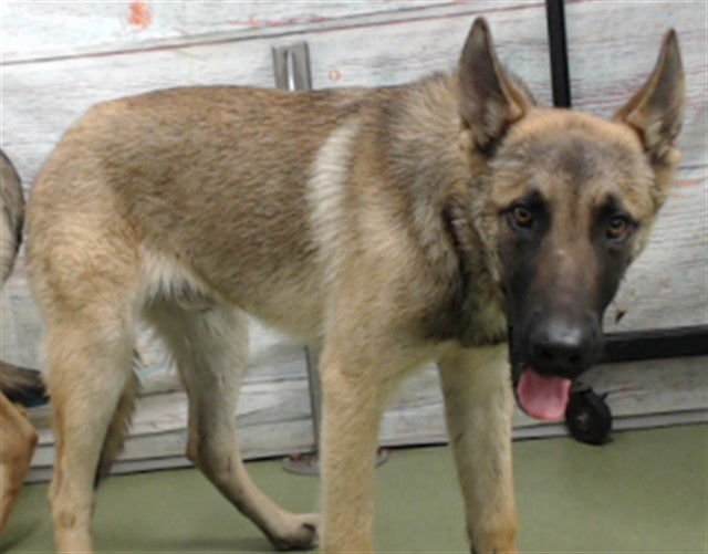 MED WAIVER RELAY - Belgian Shepherd Malinois available for adoption