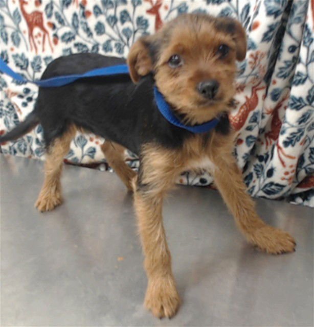 BUG - Terrier available for adoption