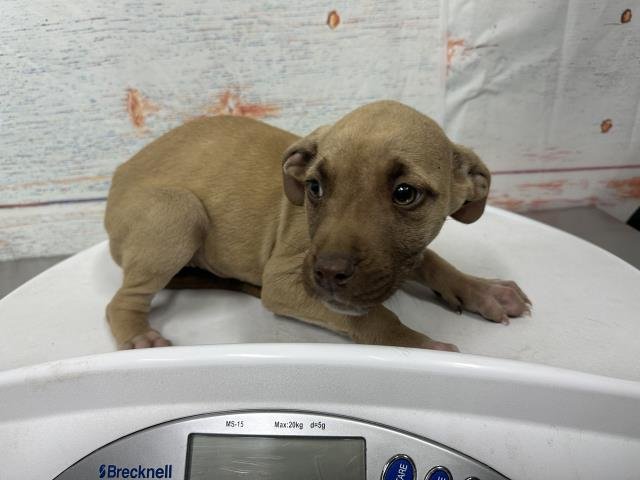 MED WAIVER JESS - Pit Bull Terrier available for adoption