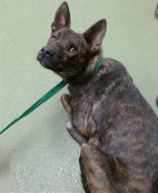 MED WAIVER SYDNEY - Australian Cattle Dog/Blue Heeler available for adoption