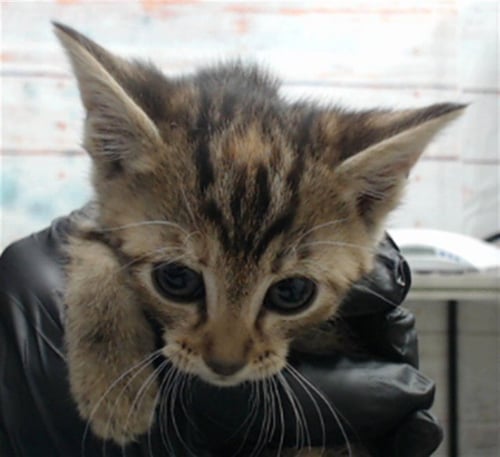 JALAPENO - Domestic Long Hair available for adoption