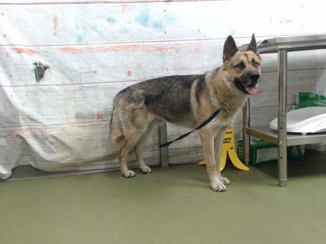 MED WAIVER VALOR - German Shepherd Dog available for adoption