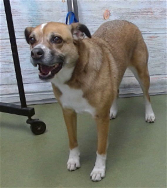 CHICKADEE - German Shepherd Dog available for adoption