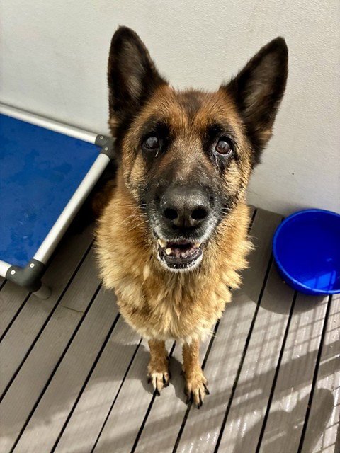MED WAIVER BARQS - German Shepherd Dog available for adoption