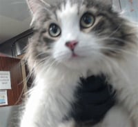 MAMA FRANCESCA - Photo 1