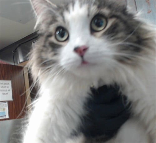 MAMA FRANCESCA - Domestic Long Hair available for adoption