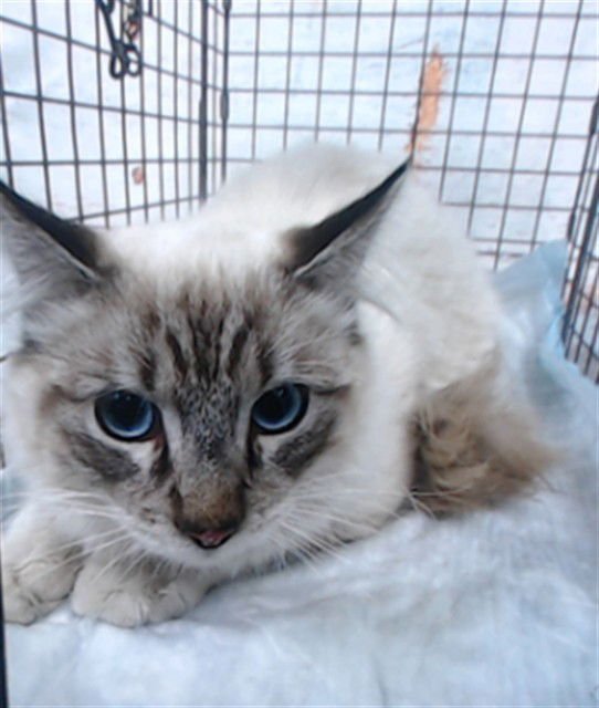 MED WAIVER DILLY - Domestic Medium Hair available for adoption