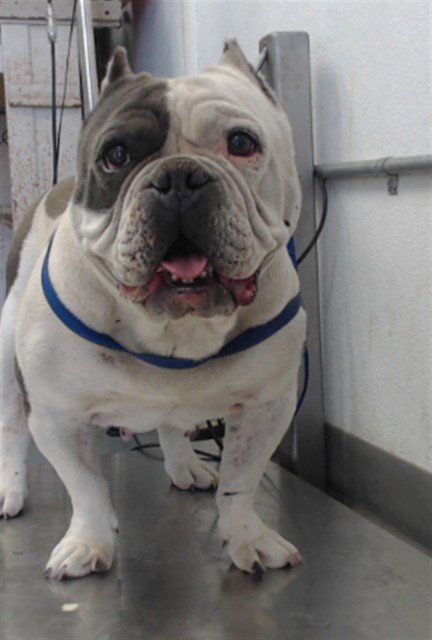 GERTRUDE Image