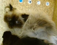 MAMA POPPY - Photo 1