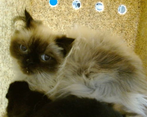 MAMA POPPY - Himalayan available for adoption