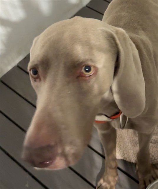 KLAUS - Weimaraner available for adoption