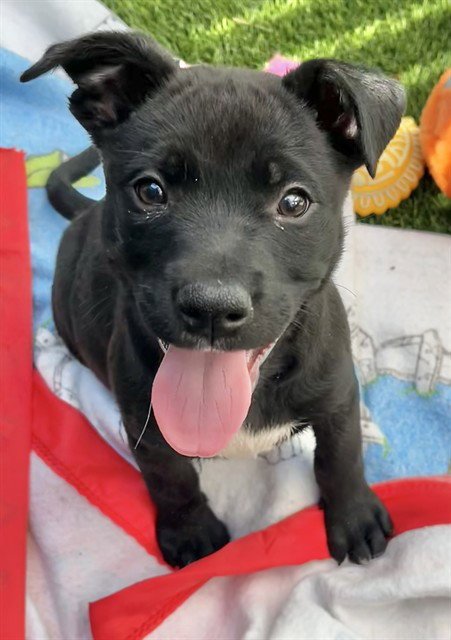 EARL GRAY - Pit Bull Terrier available for adoption