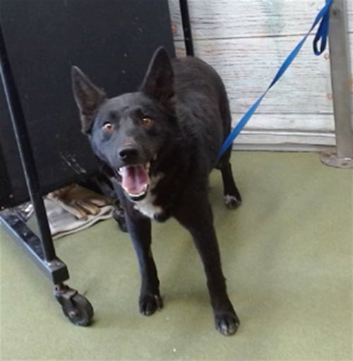 MED WAIVER MAMA CASSIE - Australian Cattle Dog/Blue Heeler available for adoption