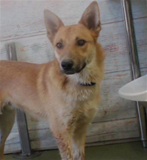 RUPERT - German Shepherd Dog available for adoption