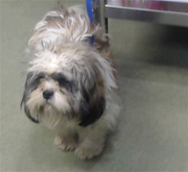 DAVANTE ADAMS - Shih Tzu available for adoption