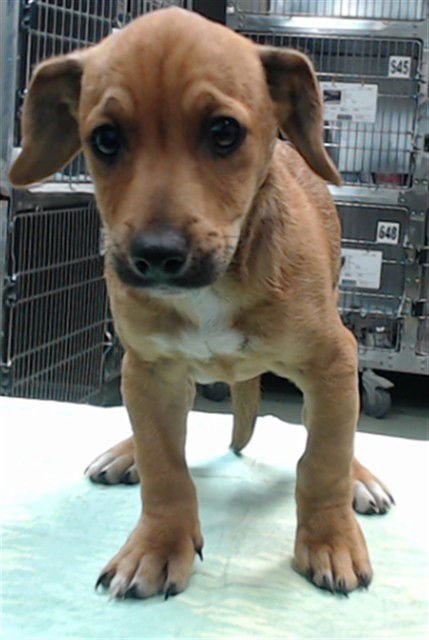 CLYDE - Chihuahua available for adoption