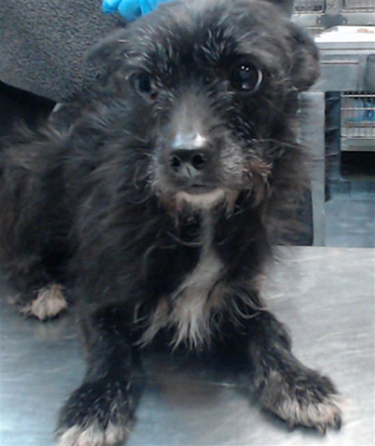 MED WAIVER PENNY - Terrier available for adoption