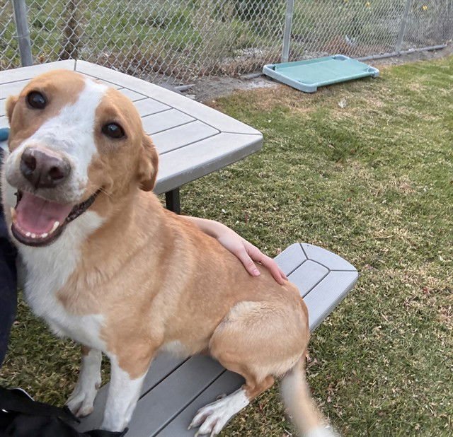 MED WAIVER CALI - Border Collie available for adoption